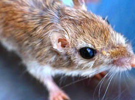 İşte dünyanın ilk kopya faresi 