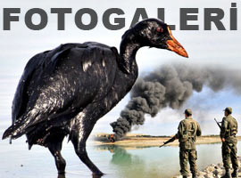 Petrol yakıldı canlılar petrole bulandı