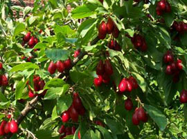 Ağacın kendi de meyvesi de şifa kaynağı