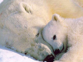 Dünyanın en yaşlı kutup ayısı öldü