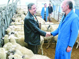 Krize karşı ucuz kurban