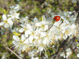 Erik ağaçları çiçek açtı  	