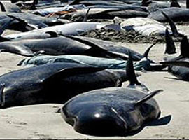 Kıyıya vuran 150 balina telef oldu  	