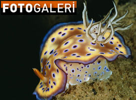 Bakıp da hayran olmamak mümkün mü?