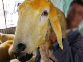 1 koyun alana 5 litre benzin bedava	