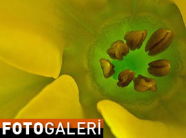 Doğanın göz kamaştıran renkleri - Foto