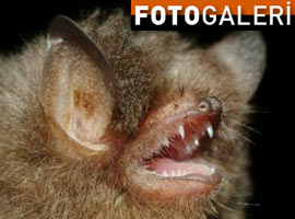 İlk defa görüntülendiler - Foto