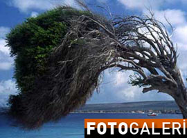 Her ağaç bir hikaye anlatır - Foto