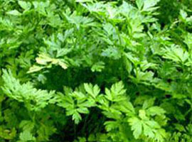 Ağız kokusunu gideren 10 gıda