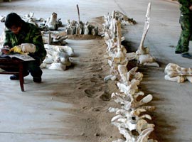 Çin'de dinazor sürüsü bulundu- Foto 