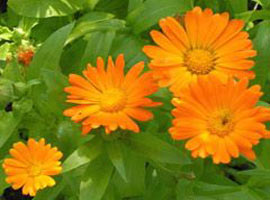 İşte cildinizin bir numaralı dostu