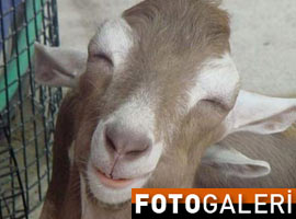 Onlar hayatın her yerinde - Foto