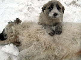 Yürek burkan kare ! - Foto