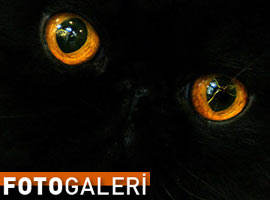 Ödül alan inanılmaz fotoğraflar ! - Foto