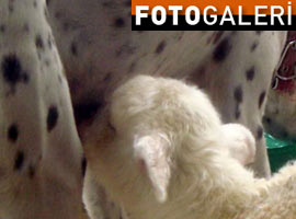 Görenleri şaşırtan annelik - Foto