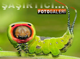 Böcek deyip geçmeyin ! - Foto