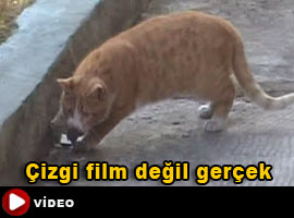 Tebessüm ettirecek görüntü - İzle