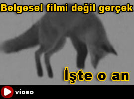 Kurnaz tilki işte böyle avladı - Video