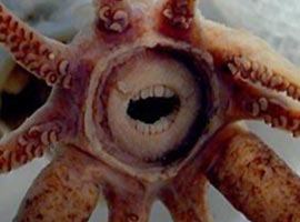 Bilim adamlarını <b>şoke eden yaratık</b>