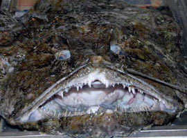 Fener tezgaha düştü !