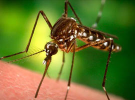 Uzayda 18 ay yaşayan sivrisinek