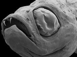 Bilim adamlarını <b>şoke eden yaratık</b>