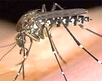 Sivrisinekler için öldürücü lazer silahı 
