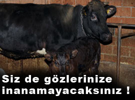 <b>Garip</b> ama gerçek... - Foto