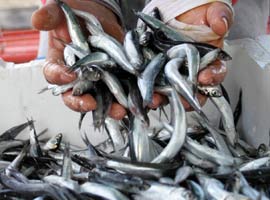 Karadeniz'de balık bırakmadılar	