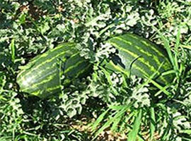 Mevsimin ilk karpuzu su altında kaldı  	