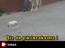 Kedinin yıkıldığı an  - İZLE