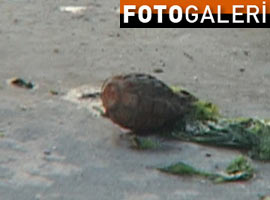 Denizden <b>BOMBA</b> fışkırıyor - Foto