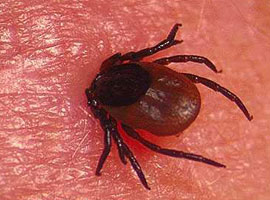 Bilinçsiz yapılan ilaçlama daha tehlikeli