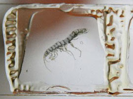 Adana'da yeni bir canlı türü bulundu - Foto