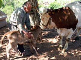 Sürgündeki inek anne oldu! - Foto
