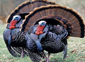 Komşu köyün kan davasını hindi başlattı