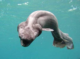 Gizemli yaratıkların sır yolculuğu