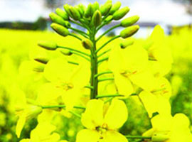 Türkiye'yi uçuracak bitki