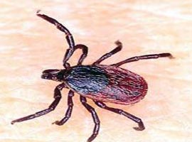 Keneyle mücadelede ilginç çözüm