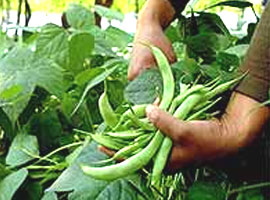 Öz Ayşe Ayşe Kadın'a rakip oldu