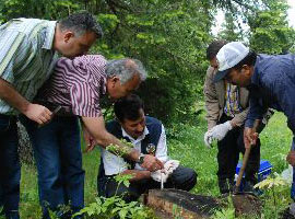 Gladyatör böcekler kenelere karşı  	