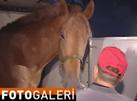 Gül'e hediye edilen at Türkiye'de - Foto