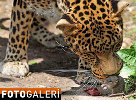 Minik fare, leopara böyle kafa tuttu - Foto