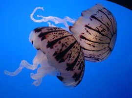 Zehirli deniz anaları gerçek mi?