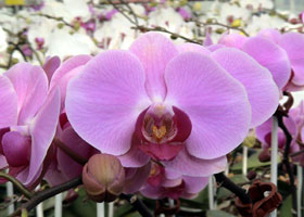 Sahi orkide neden bu kadar ucuz?