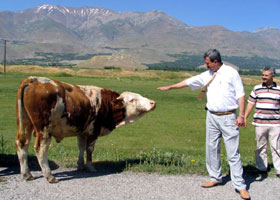 Emanet inekle protokol geçişi!