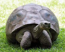Kaplumbağa Harriet 176’sında öldü
