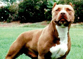 Pitbull'lu gaspa 12 yıl istemi