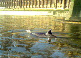 Thames Nehri'ndeki balina öldü