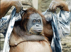 En akıllıları Orangutanlar